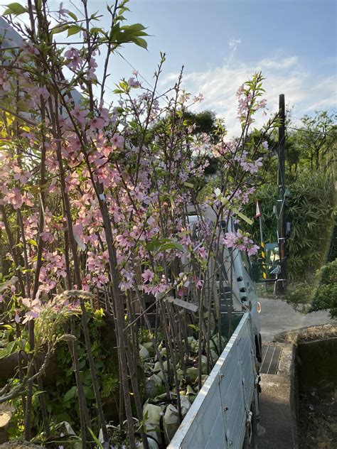 櫻花盆栽|順興花園